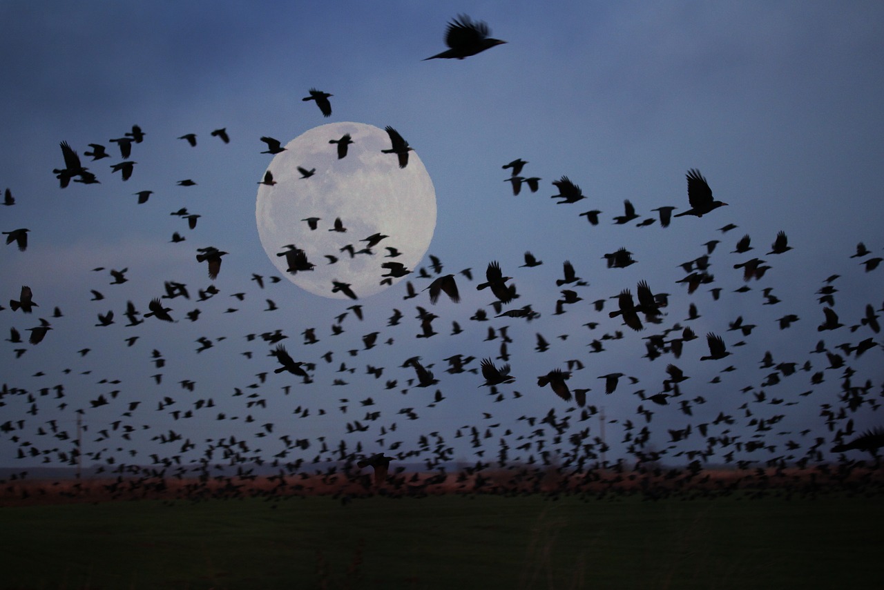 luna  birds  flight free photo