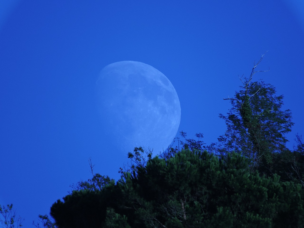 luna mountain trees free photo