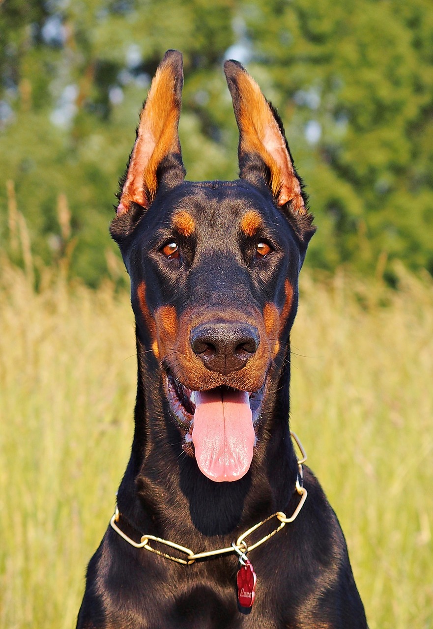 dog portrait doberman free photo