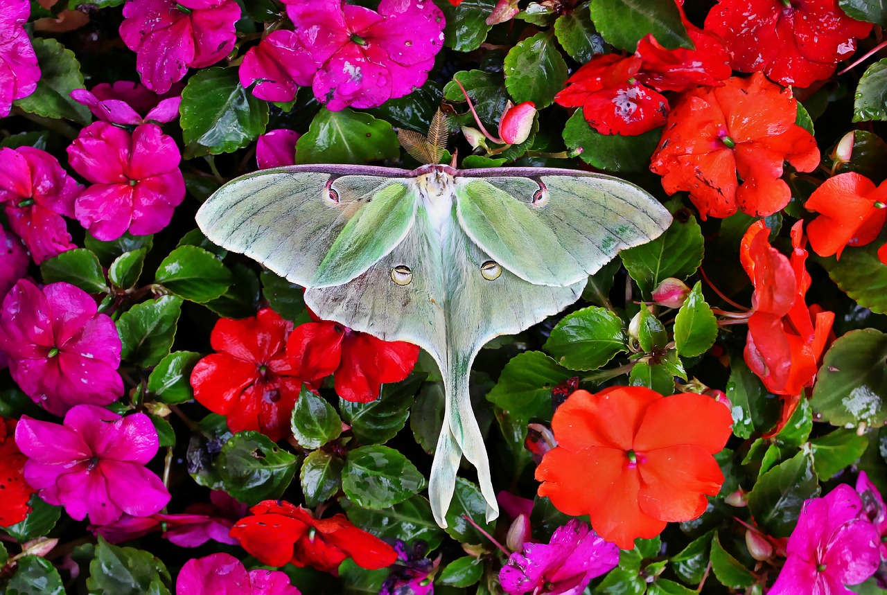 luna moth  moth  insect free photo