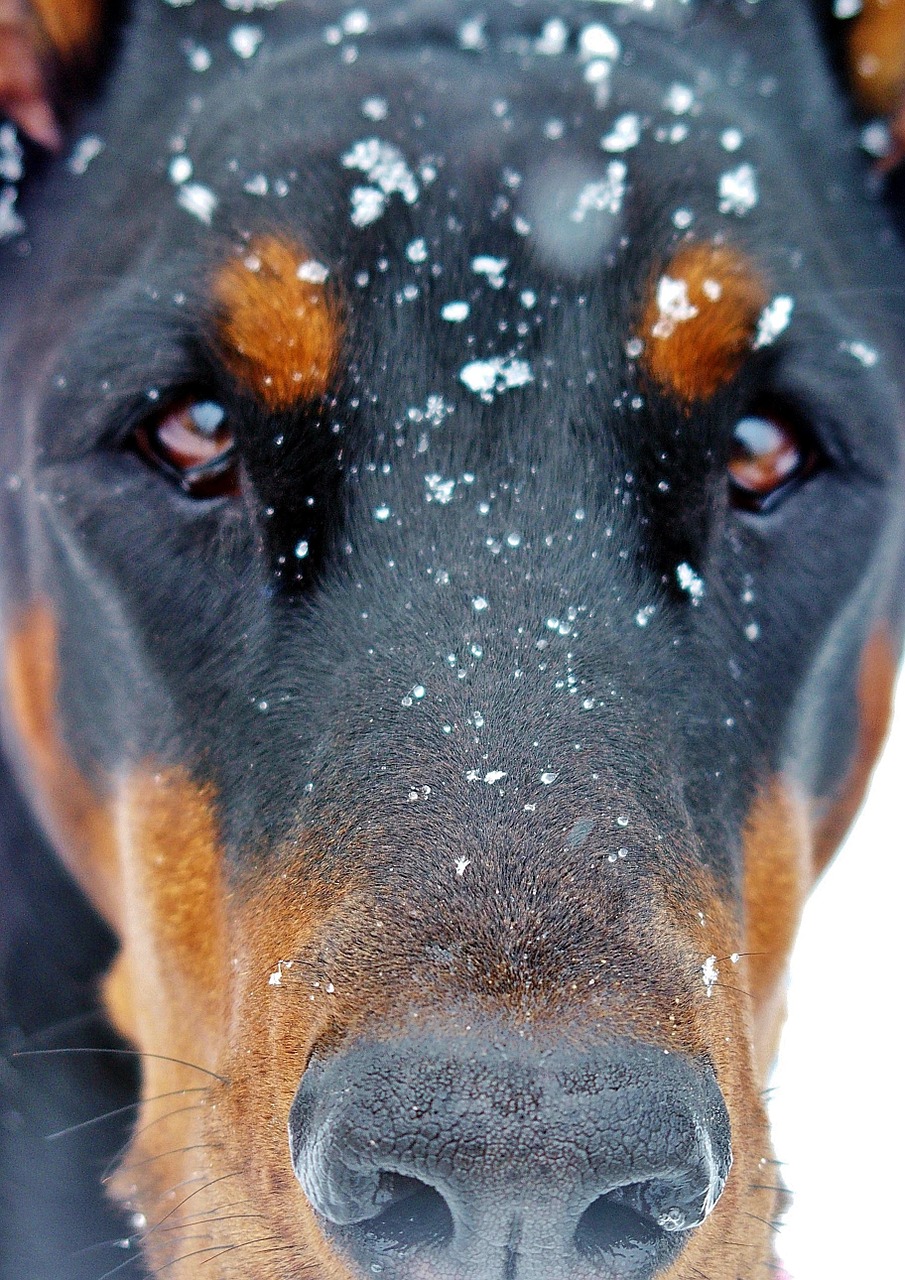 luna snowy face doberman dog free photo