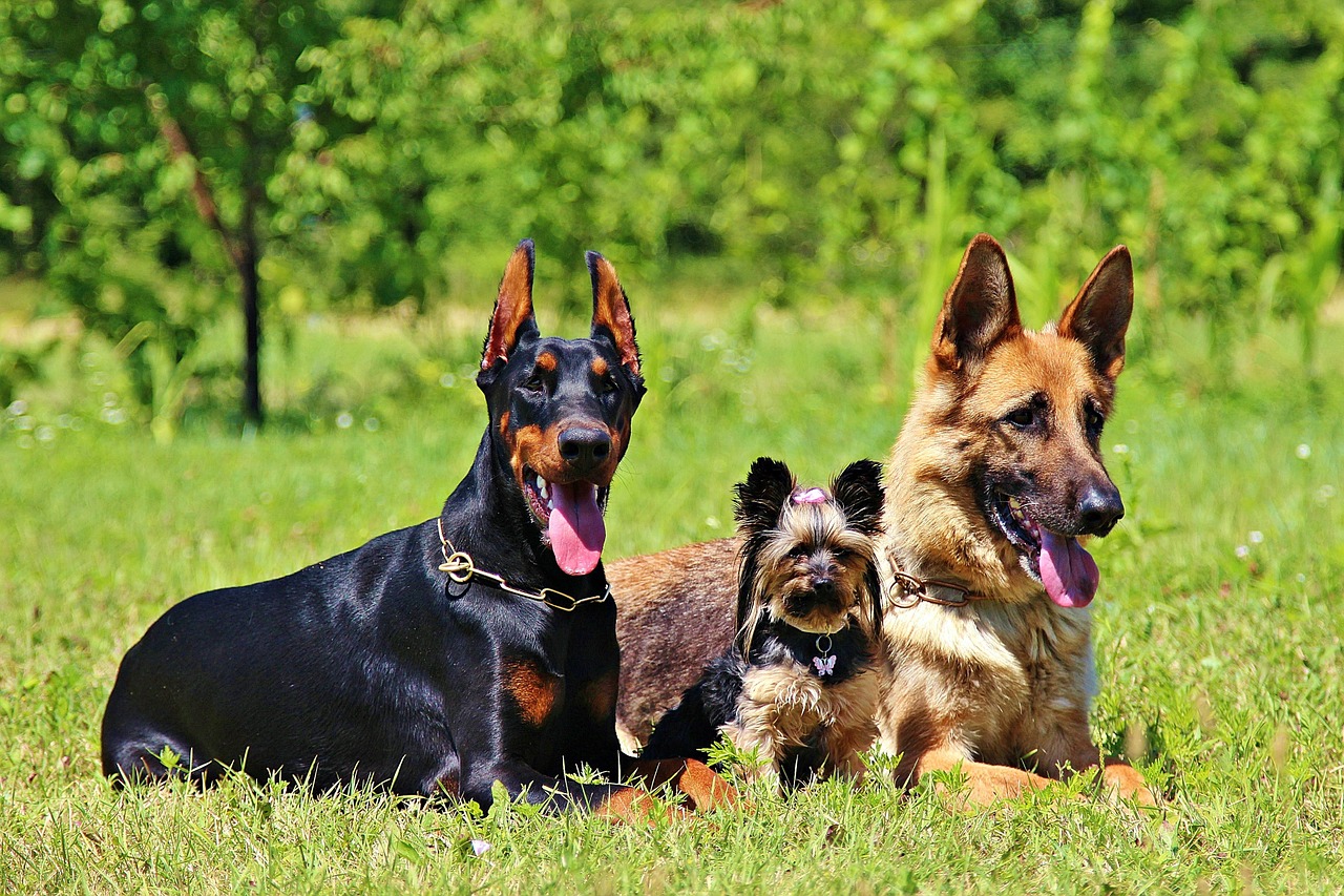 german shepherd grass dogs free photo