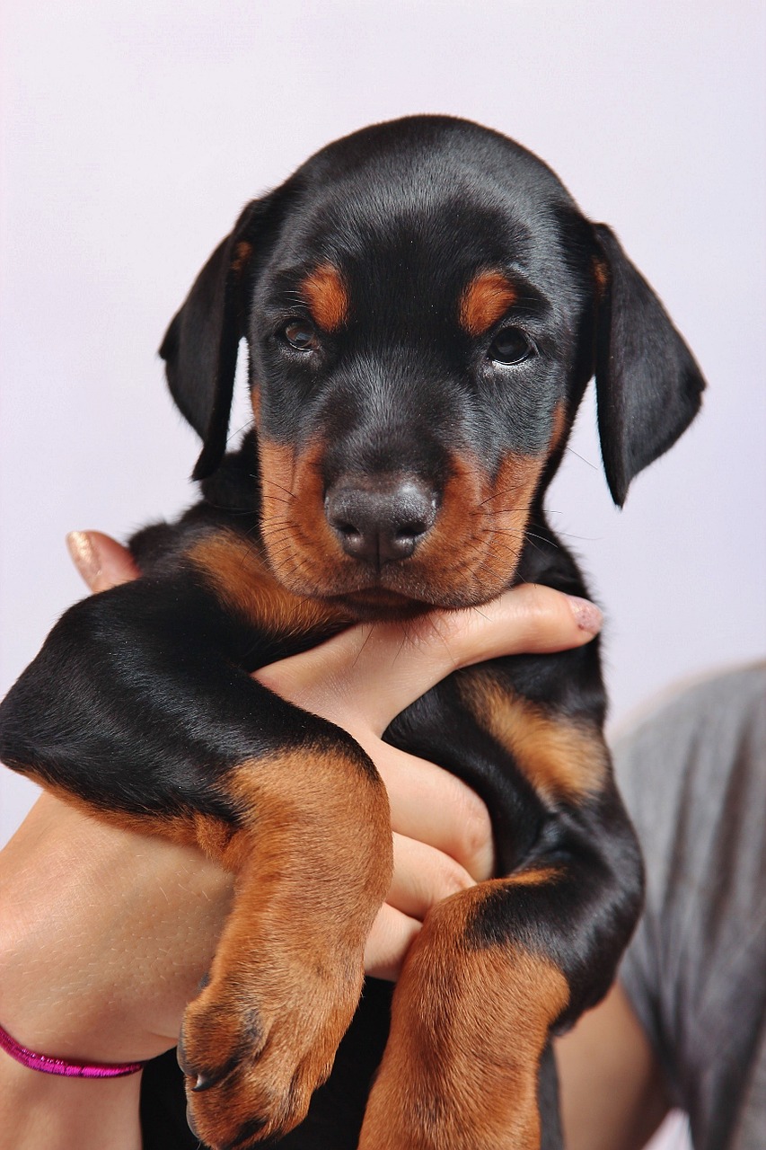 dog doberman pets free photo