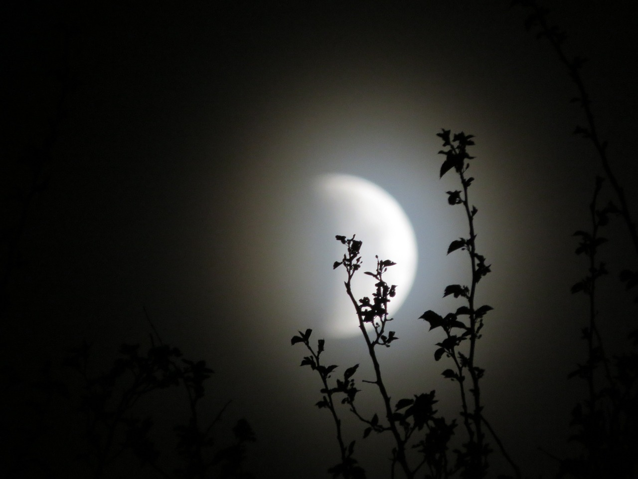 lunar eclipse moonlight celestial free photo