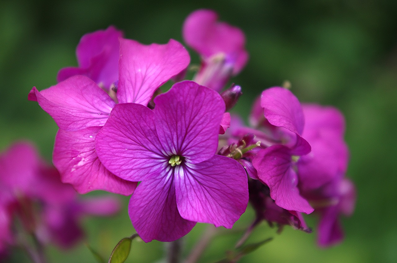 lunaria annua honesty free photo