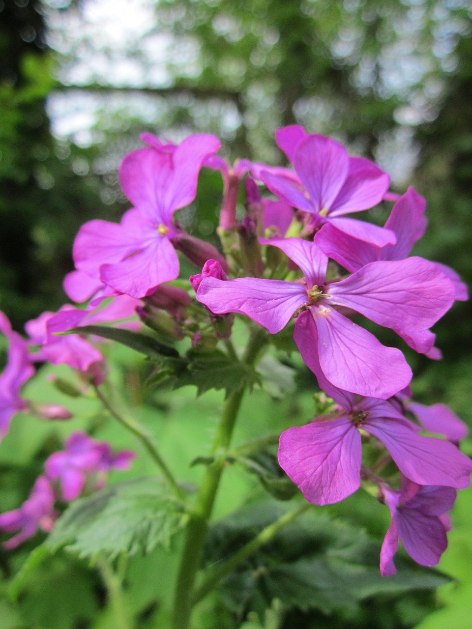 lunaria annua honesty annual honesty free photo