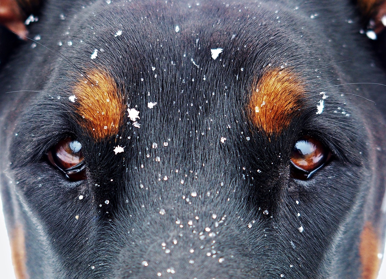 eyes and the snow flakes doberman snow free photo