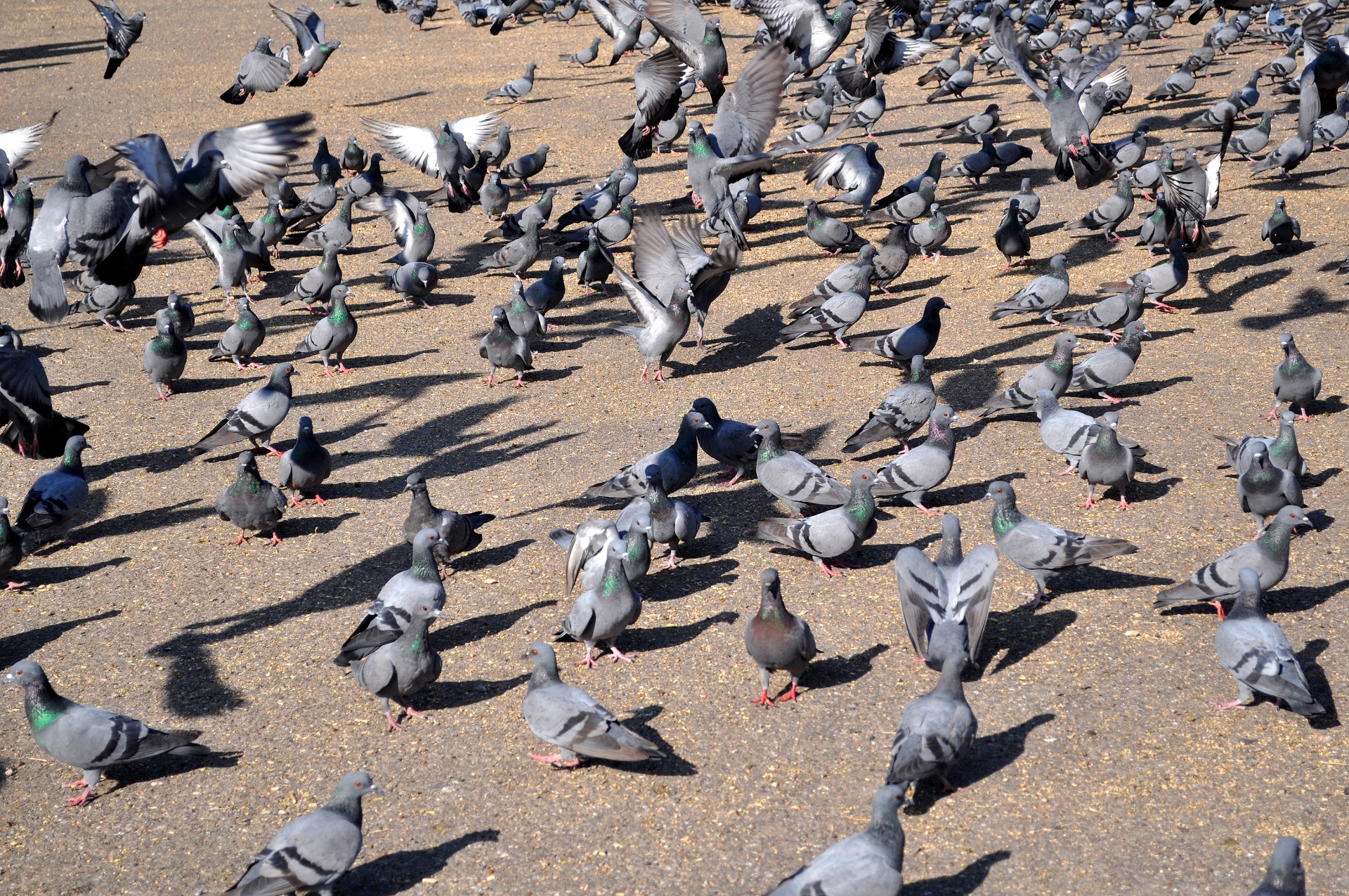pigeons dove bird free photo