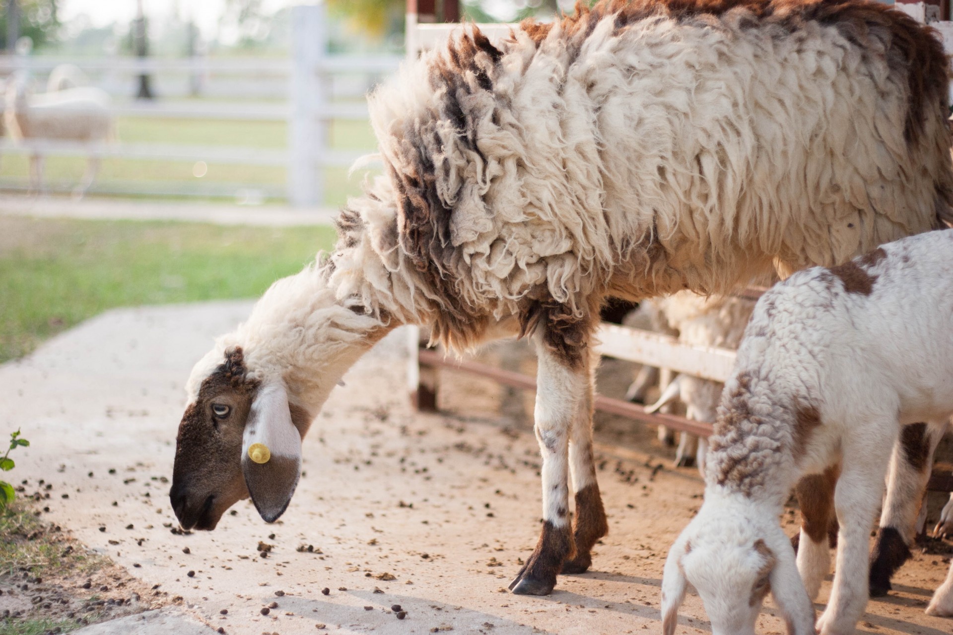 sheep food eat free photo