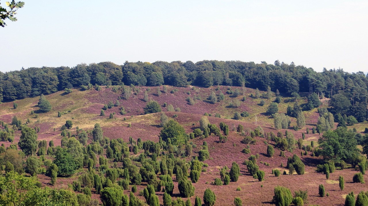 lüneburg heath heide heather blossoms free photo