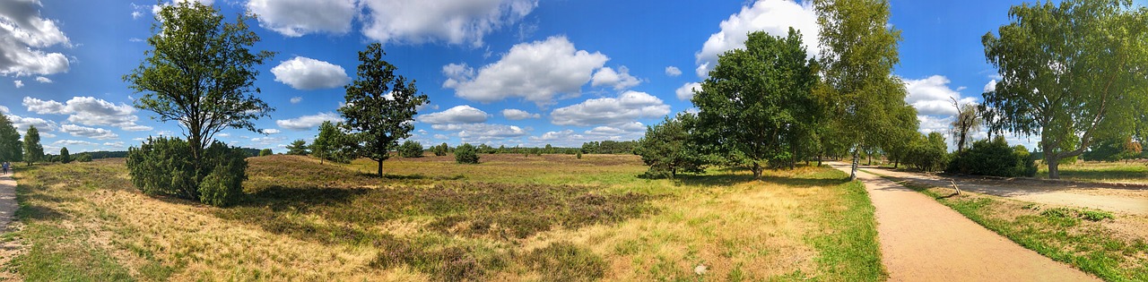 lüneburg heath  nature  heide free photo