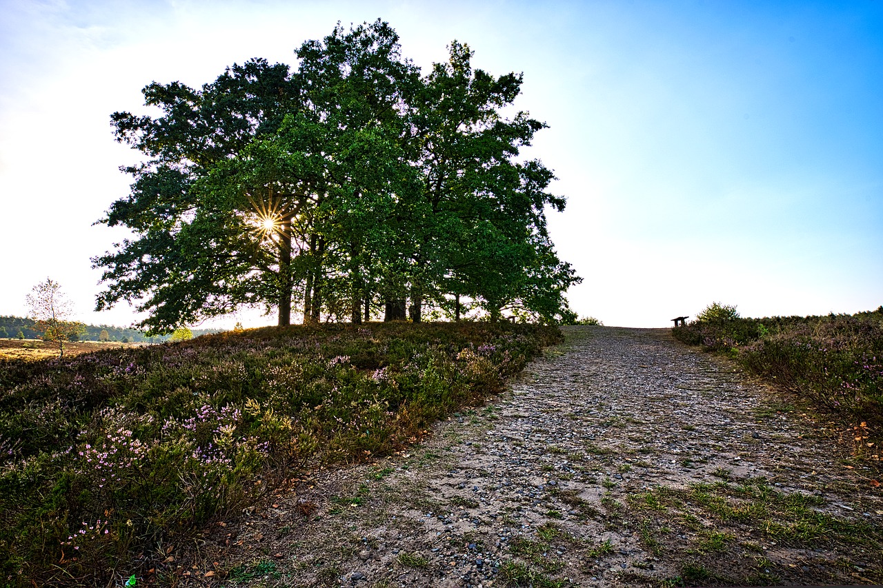 lüneburg heath  trees  landscapes free photo