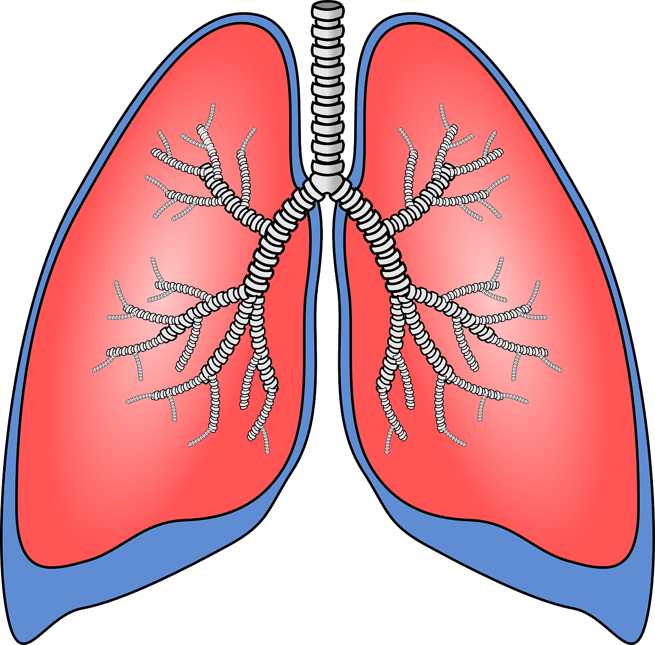 lungs organ anatomy free photo
