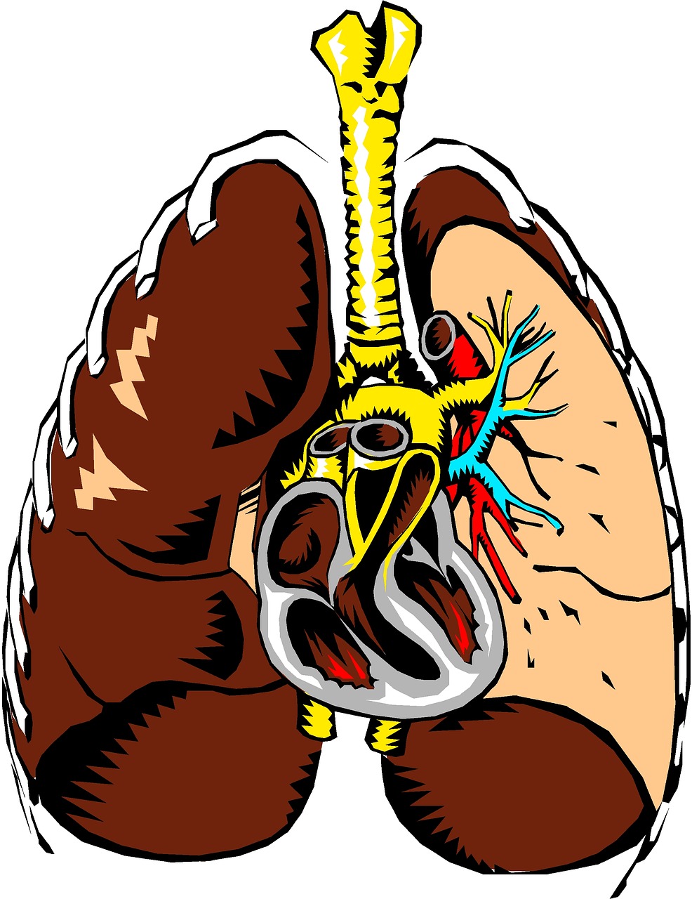 lungs heart anatomy free photo