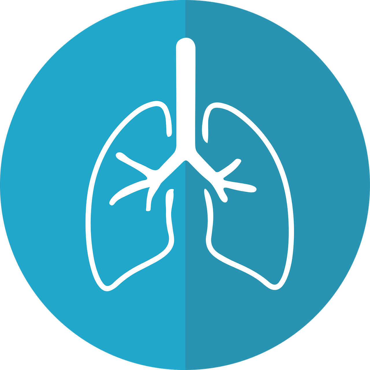 lungs lung icon respiration free photo