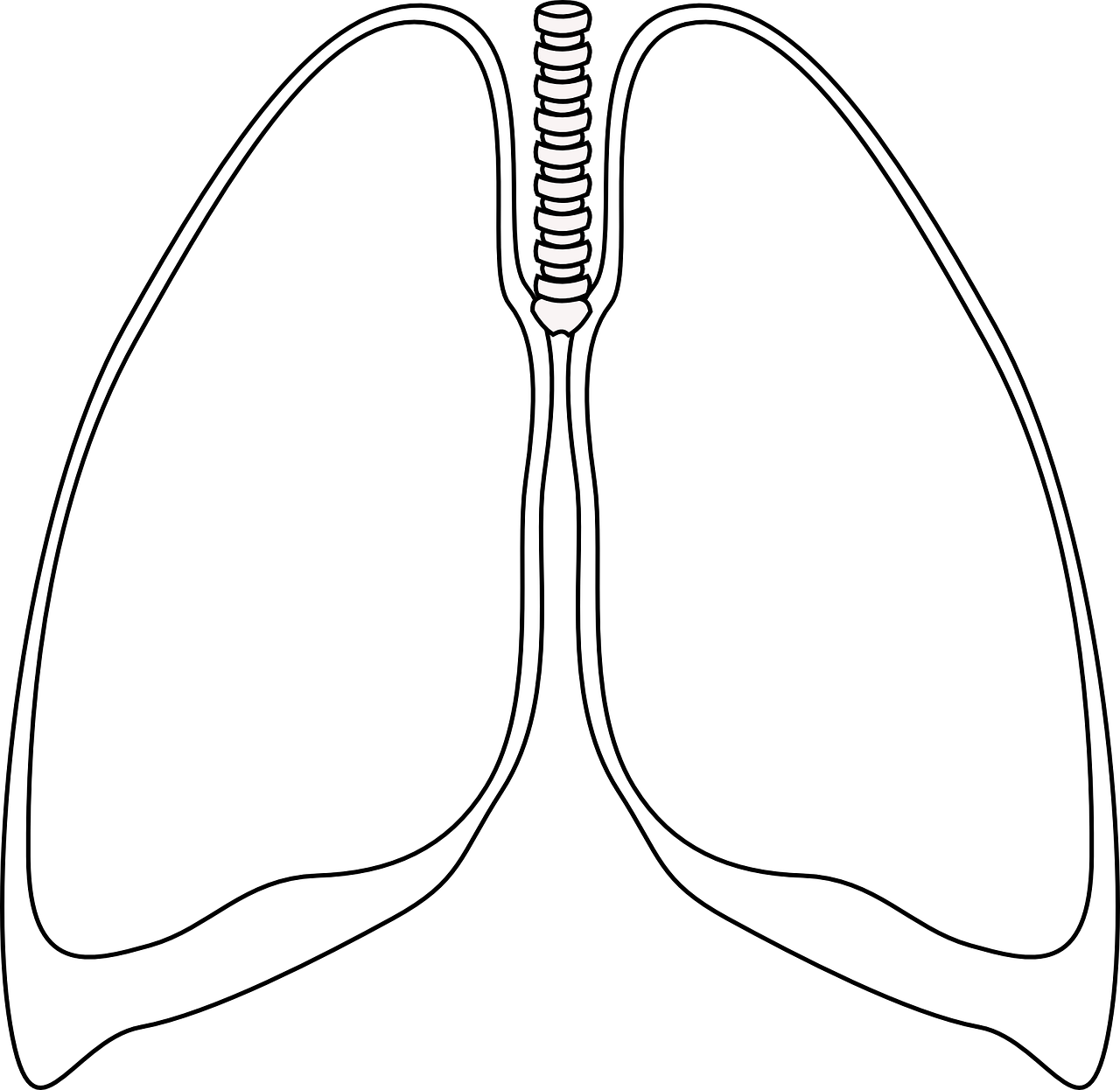 lungs clear bronchia free photo