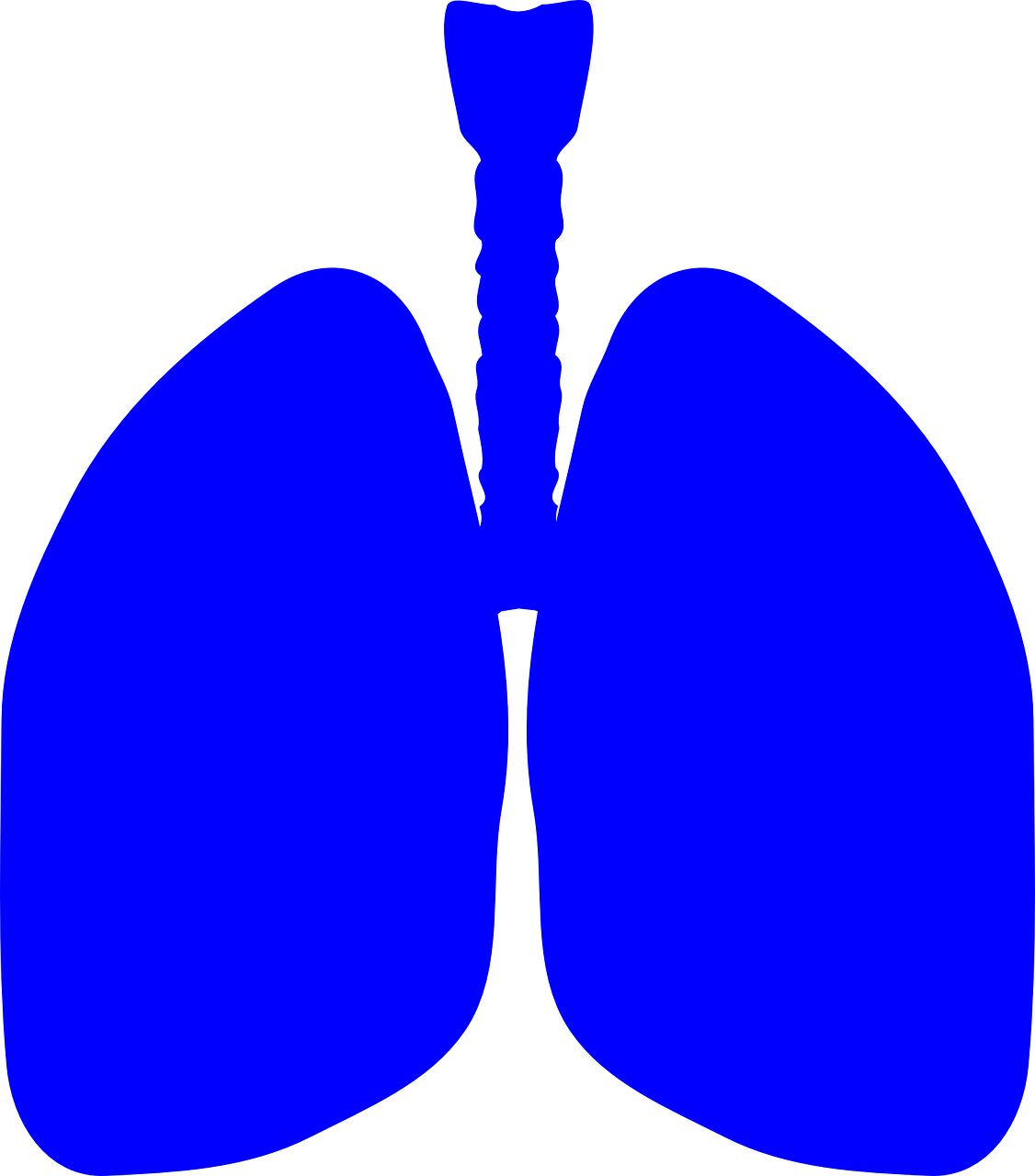 lungs human body anatomy free photo