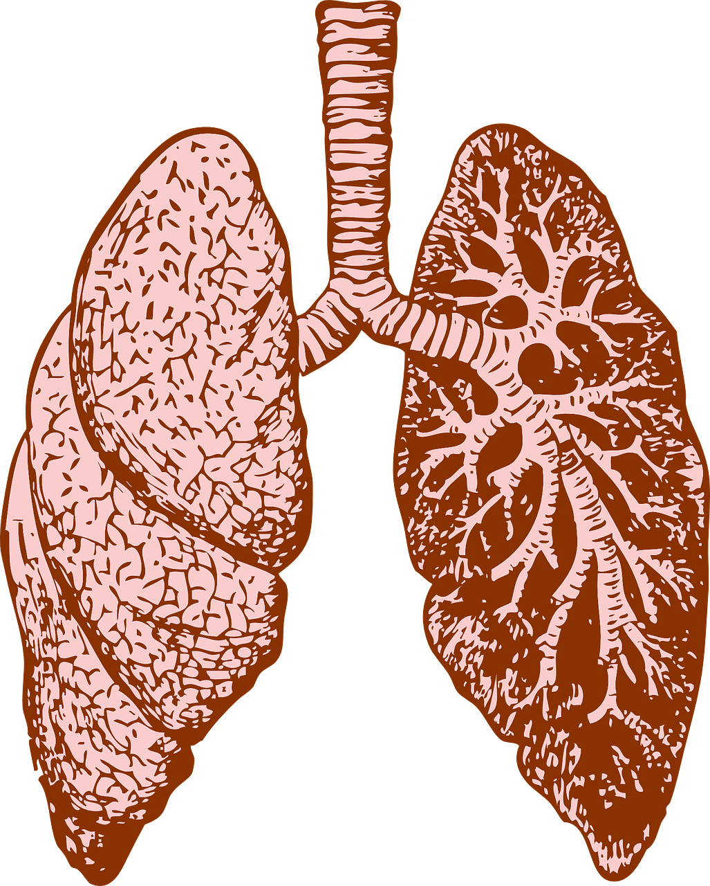 lungs organ human free photo