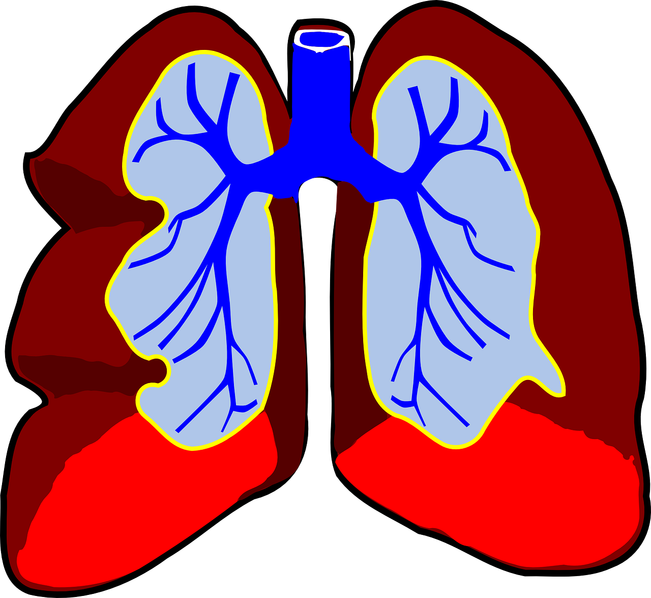 lungs organ biology free photo