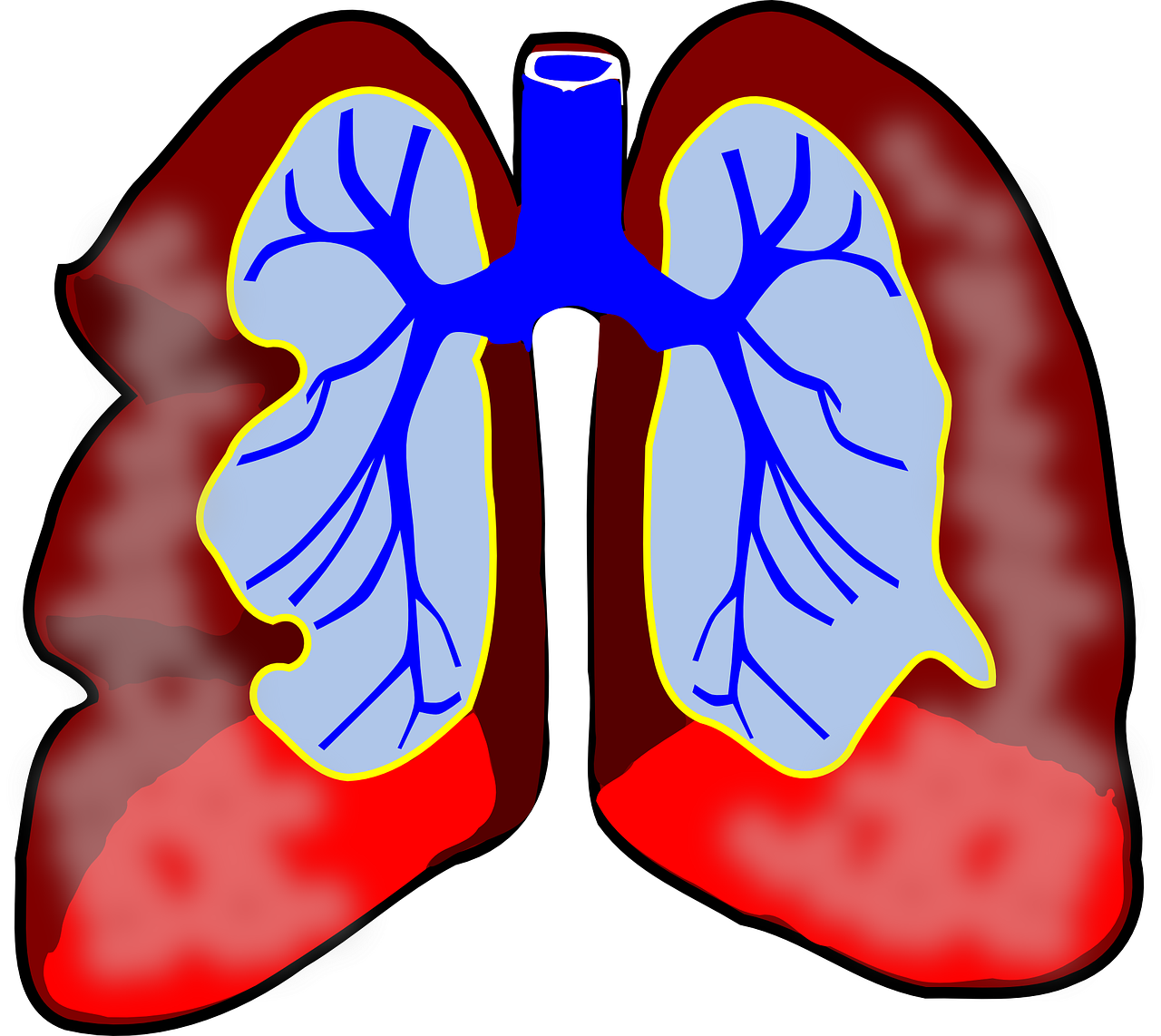lungs human diagram free photo