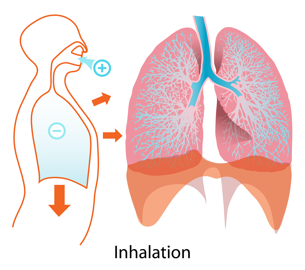lungs diagram anatomy free photo