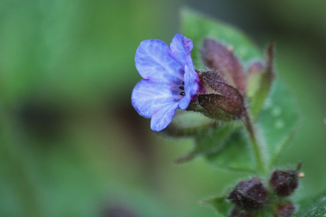 lungwort flowers blossom free photo