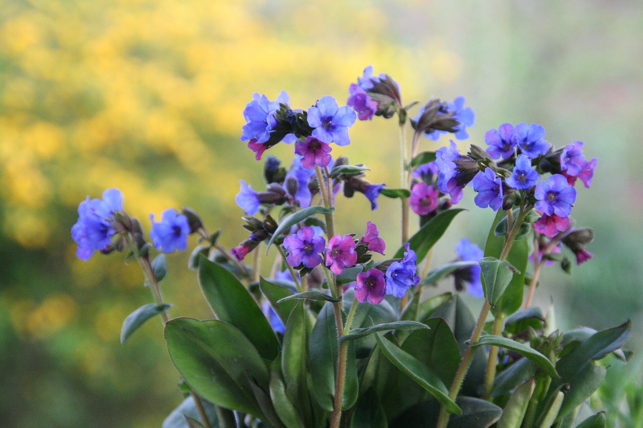 lungwort  spring  garden free photo