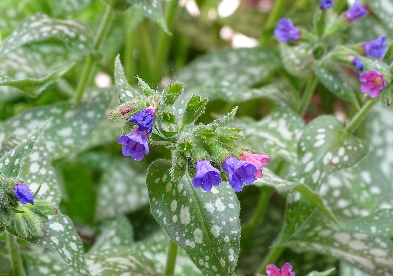lungwort  spotted lungwort  the shade compatible free photo