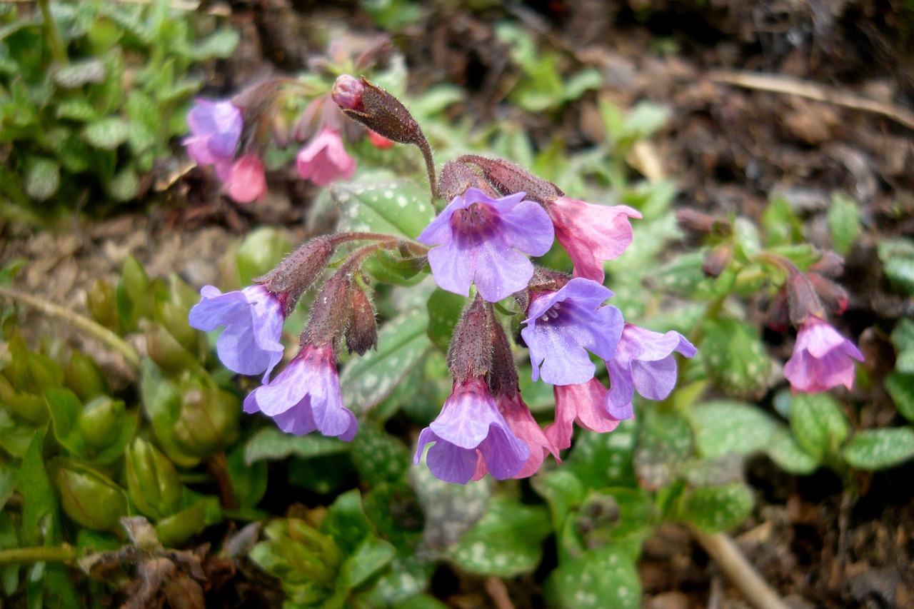 lungwort  flower  spring free photo