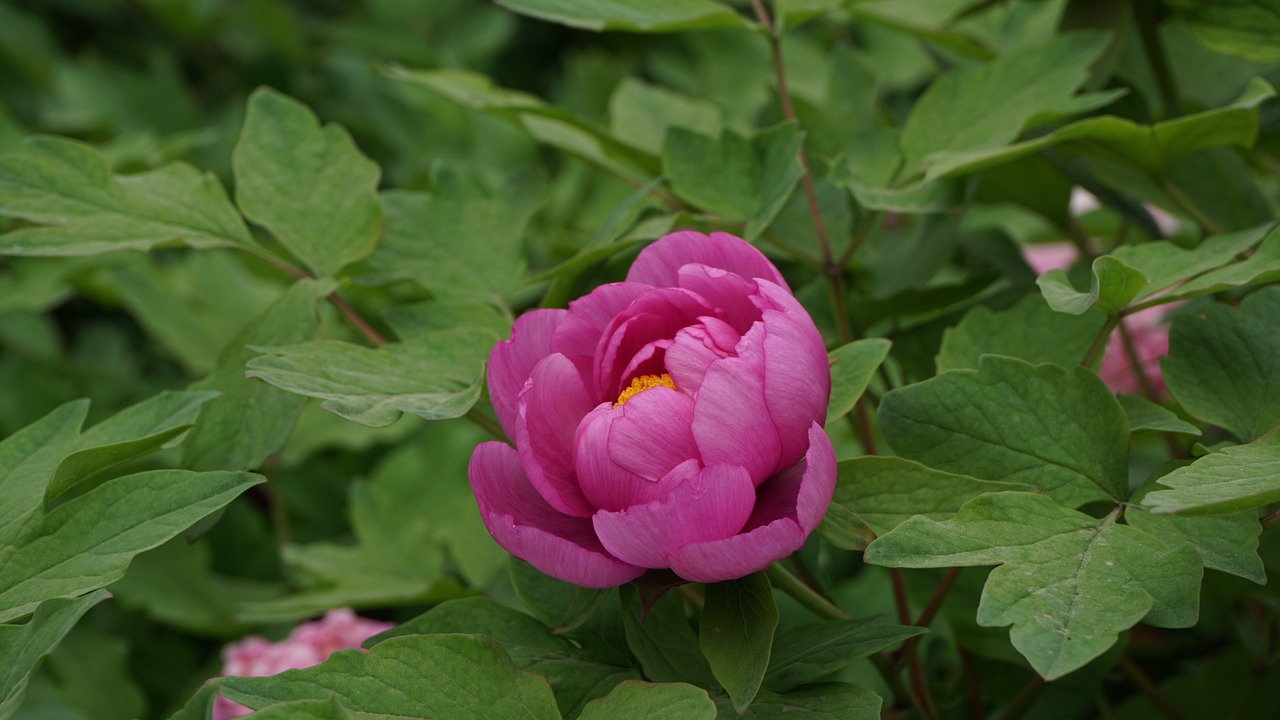 luo yang hong peony macro free photo