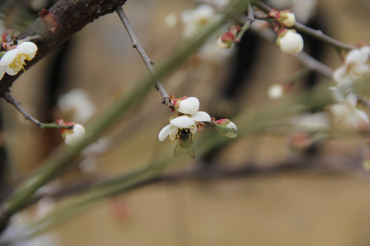 luogang hornsey sea of flowers pear free photo