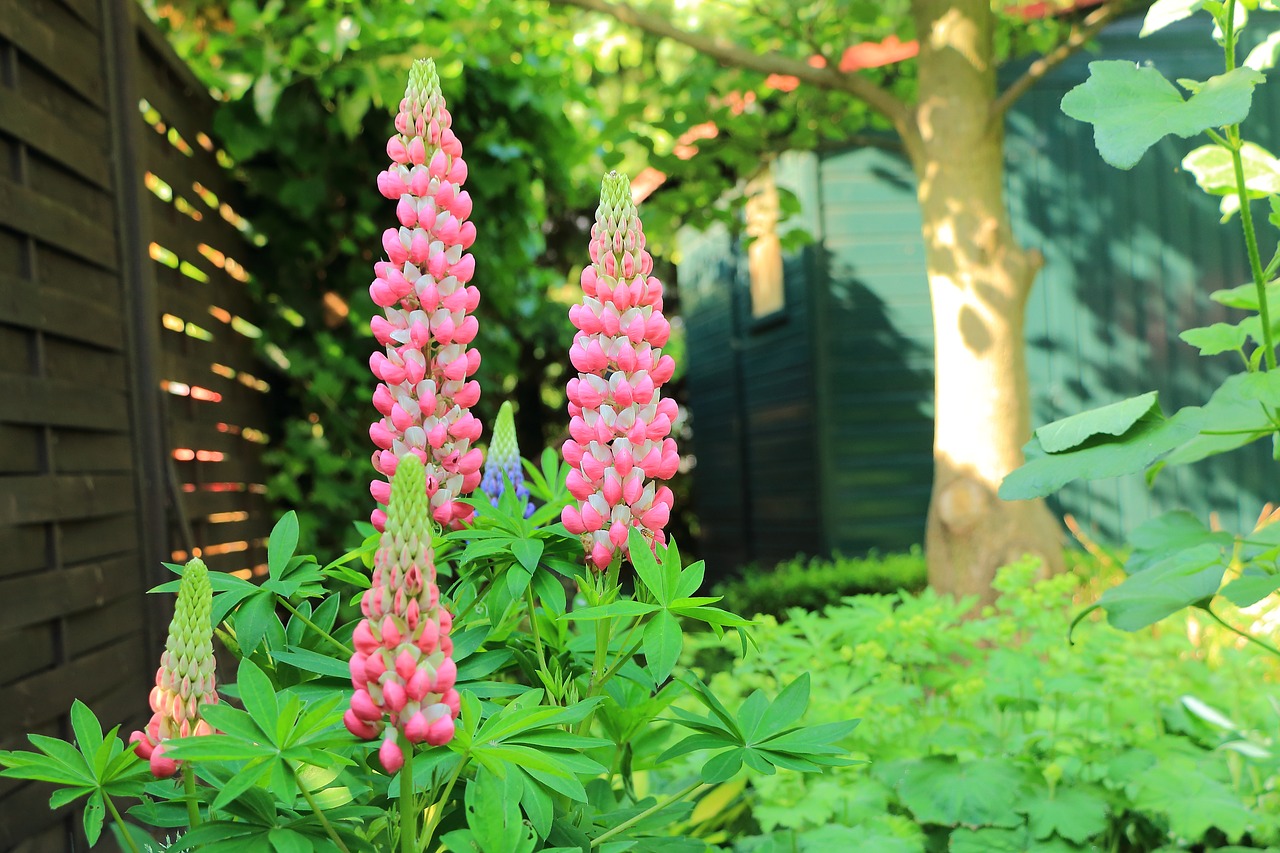 lupilien garden flowers free photo