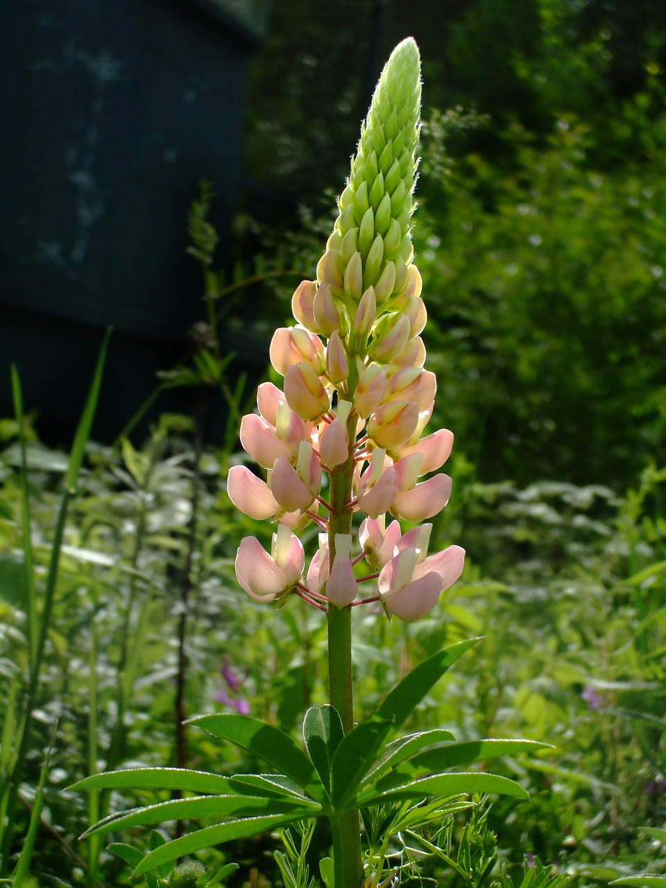 lupin peach back lit free photo