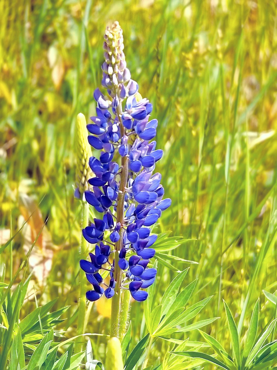 lupin blue flower free photo