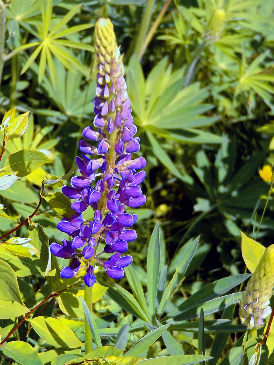 lupin violet summer free photo