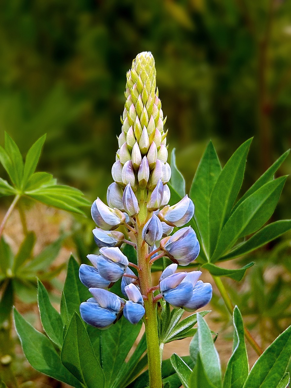 lupin wildflower summer free photo