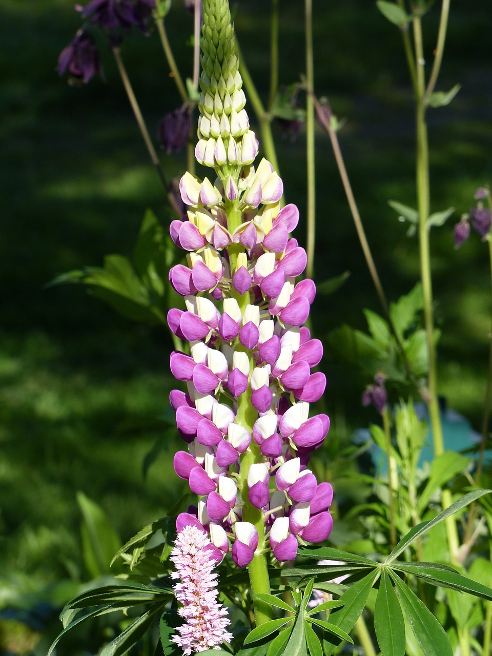 Lupin Flower Colors Summer Garden Free Image From Needpix Com