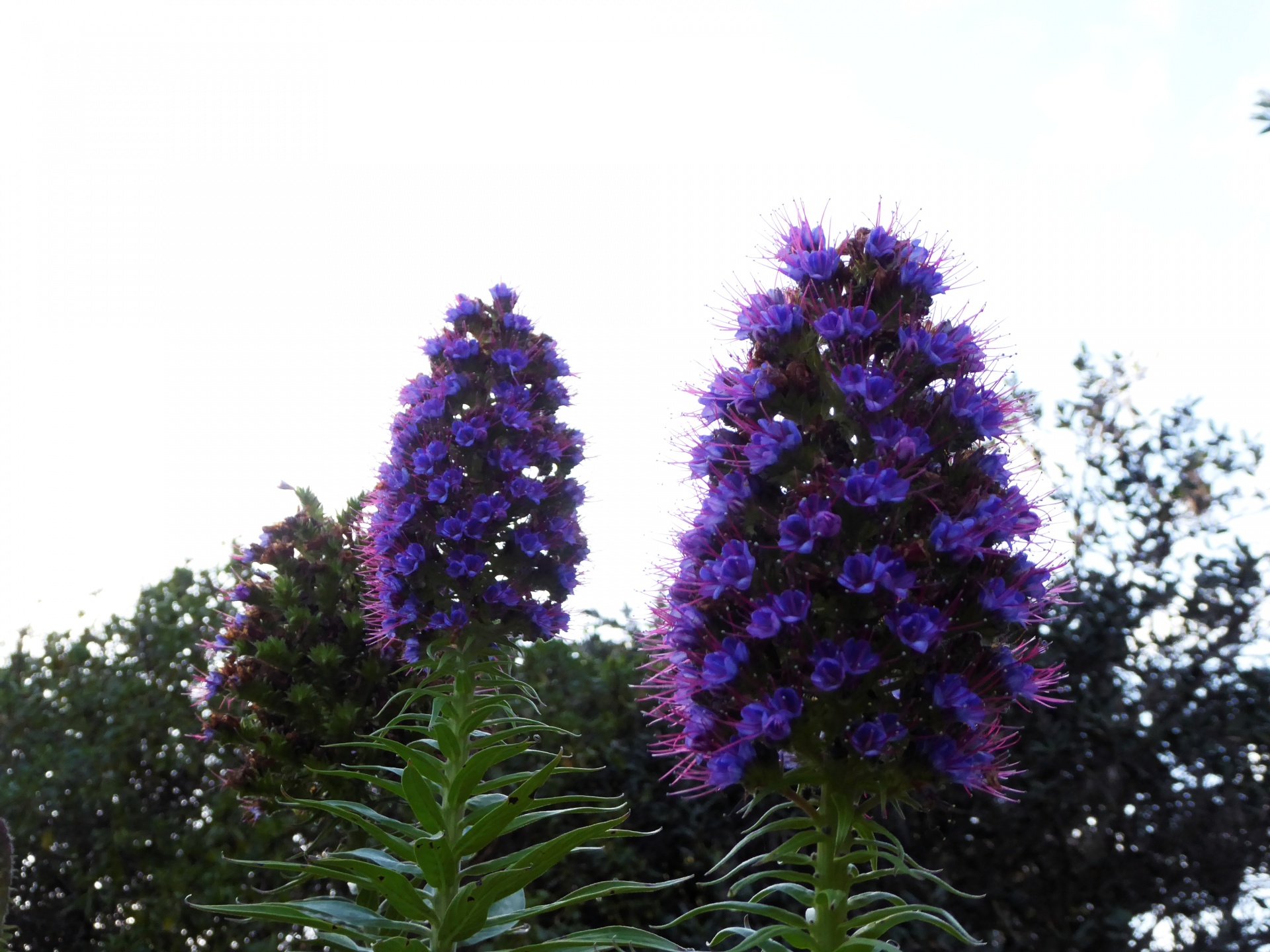 lupin flowers purple free photo