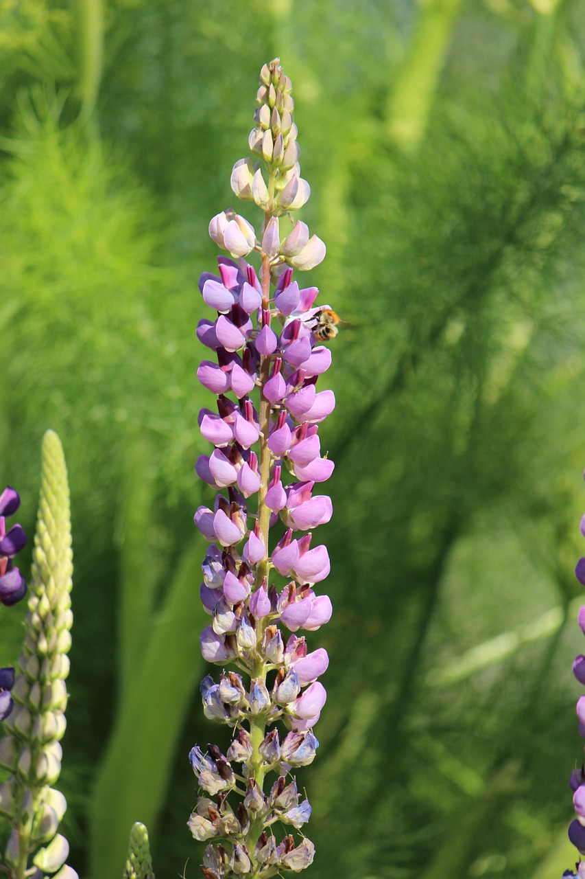 lupine nature garden free photo