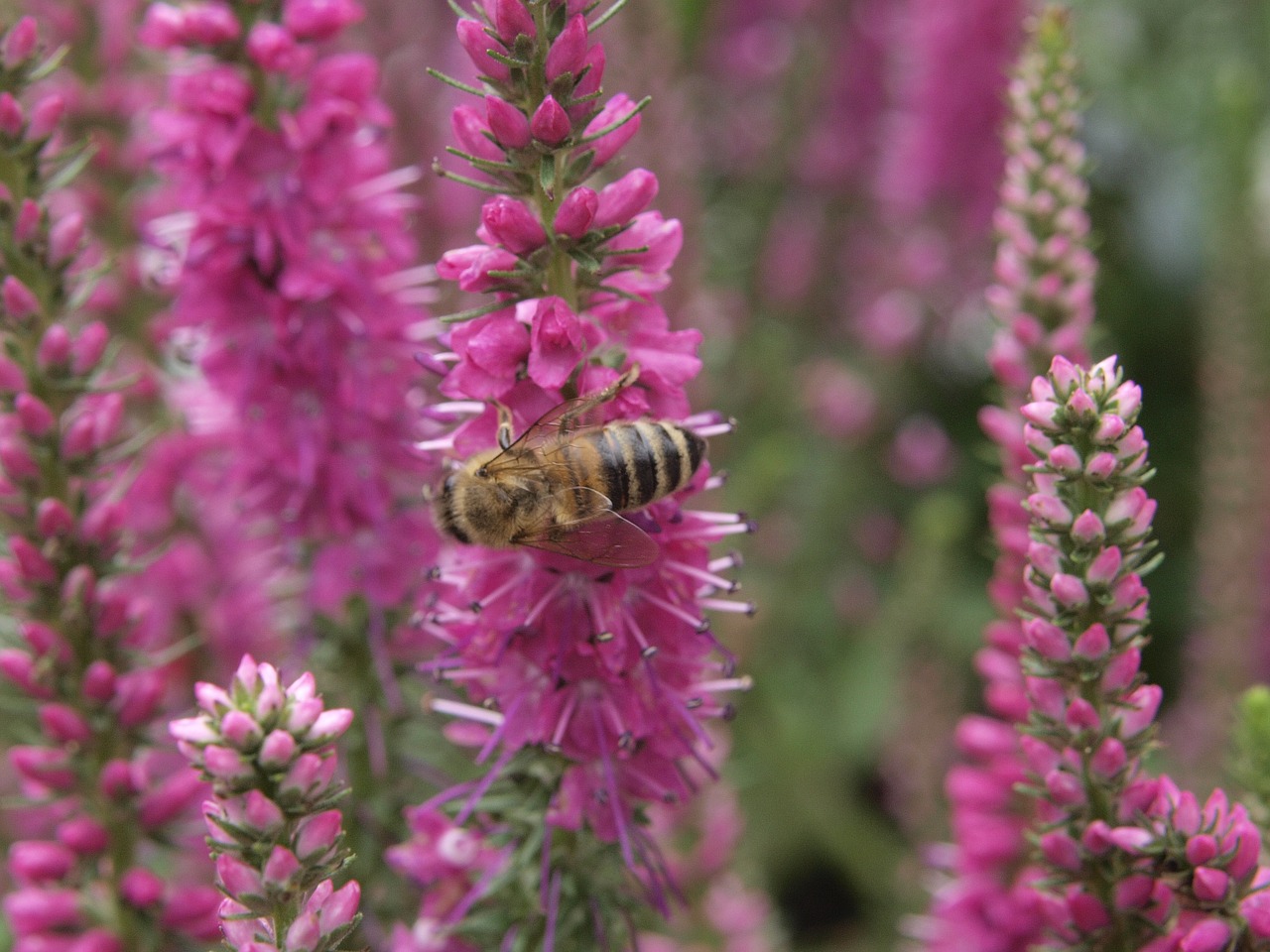 lupine bee nature free photo