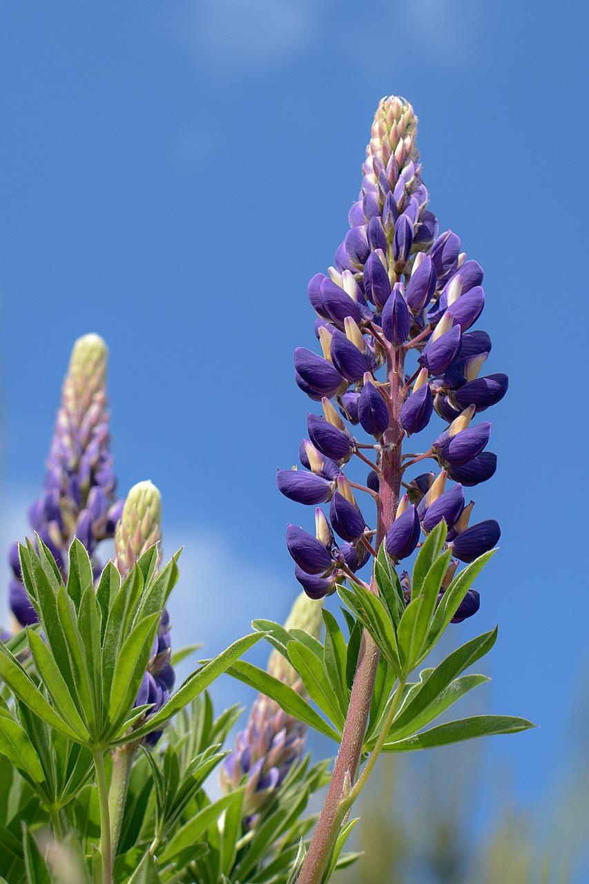 lupine flower inflorescence free photo