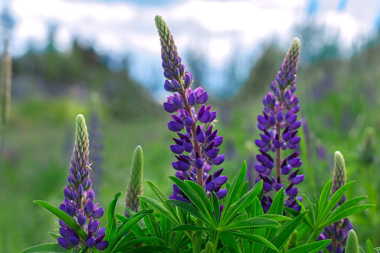 lupine flower inflorescence free photo
