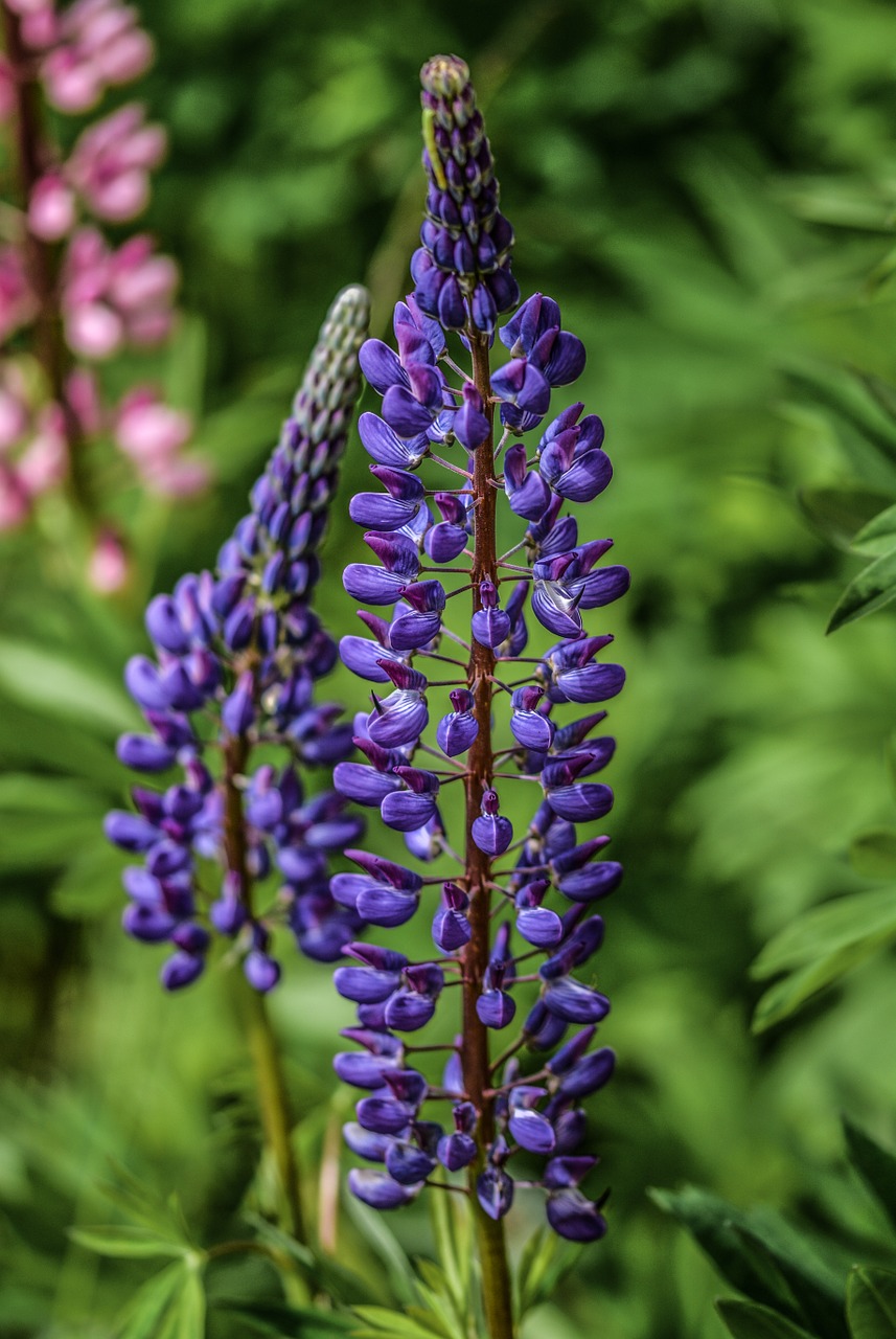 lupine flower summer free photo