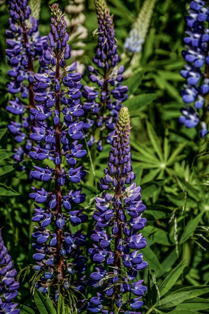 lupine flower summer free photo