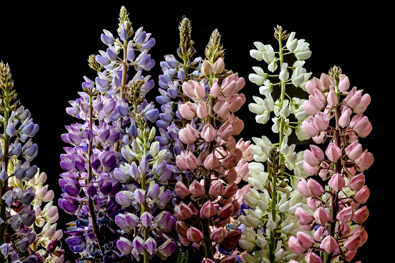 lupine flower summer free photo