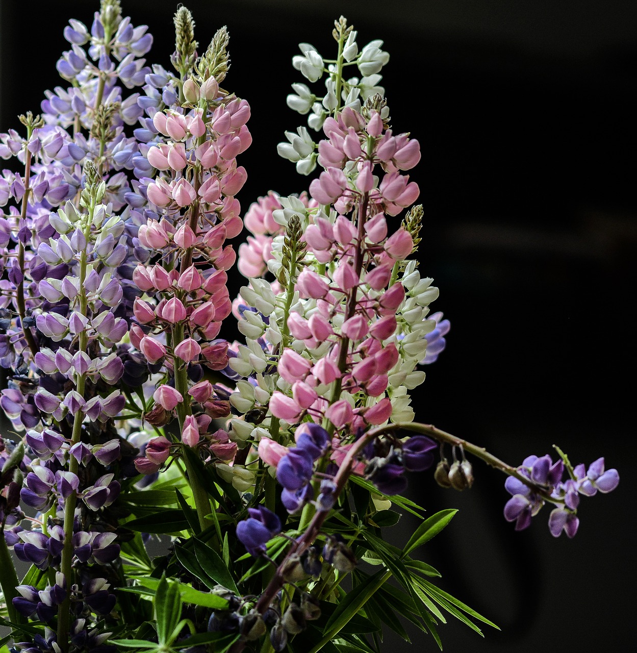 lupine flower summer free photo