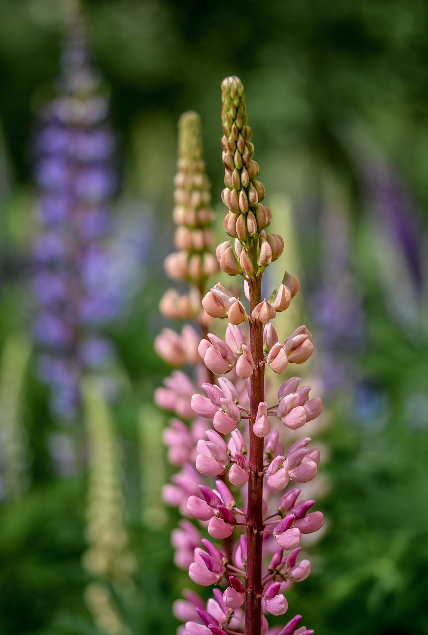 lupine flower summer free photo