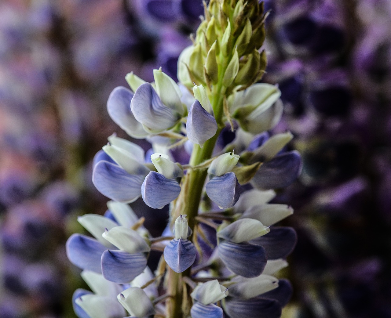 lupine flower summer free photo