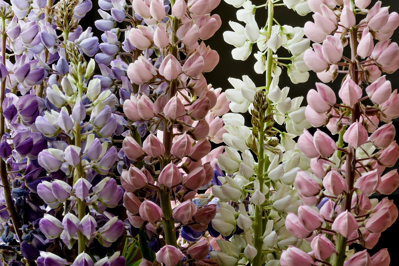 lupine flower summer free photo