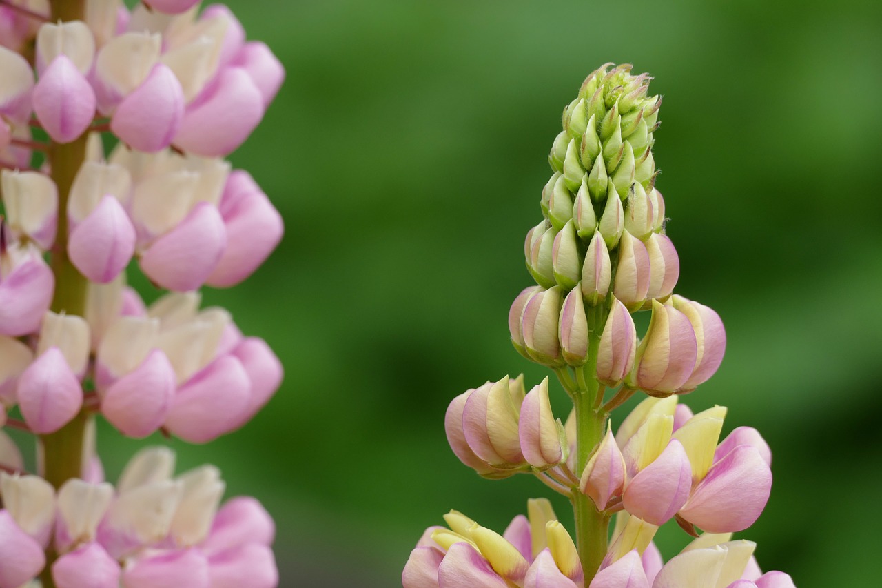 lupine lupinus flower free photo